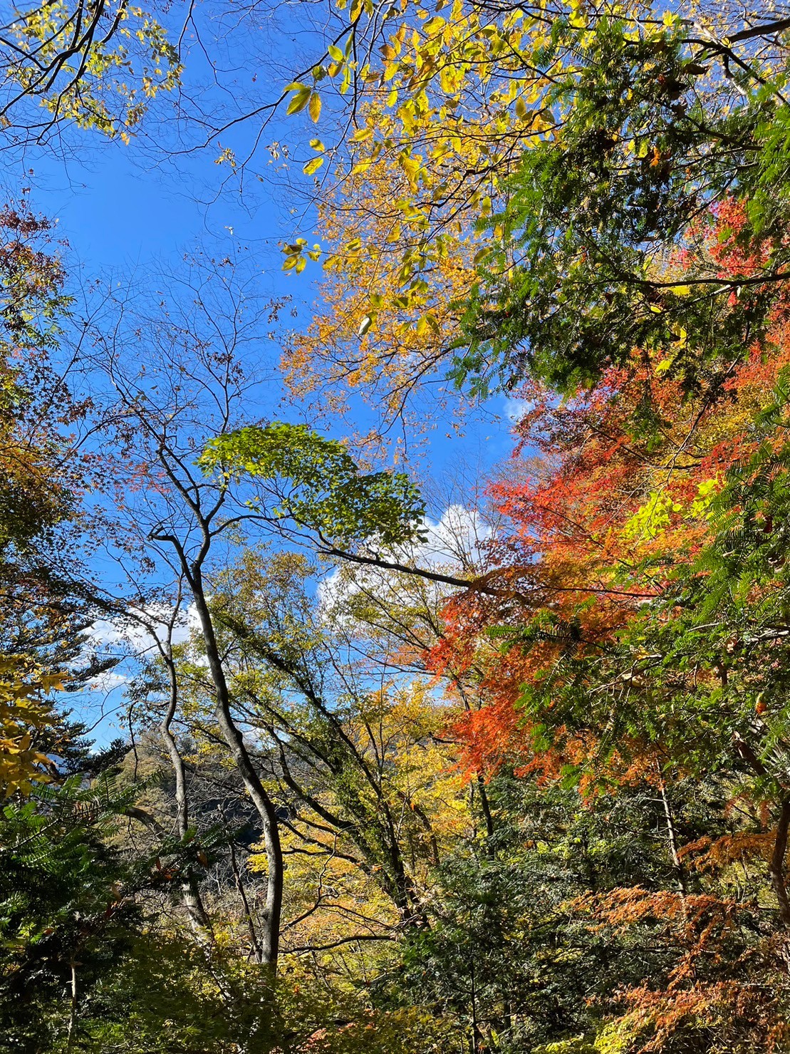 奥多摩むさし道