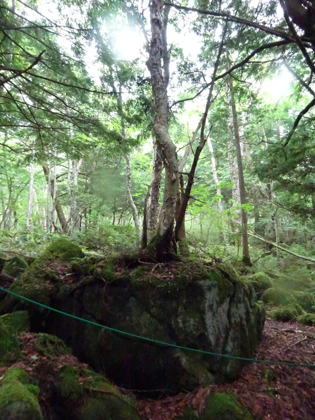 霧ヶ峰