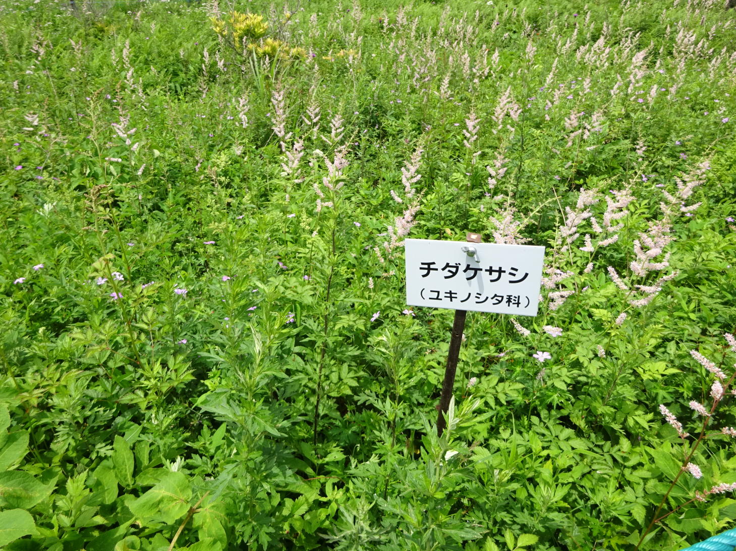 霧ヶ峰