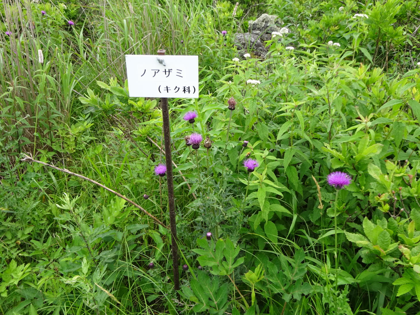 霧ヶ峰