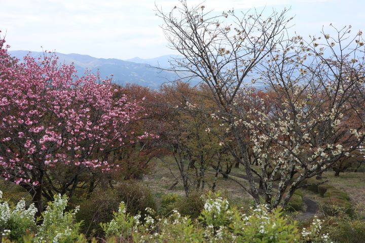 蓑山