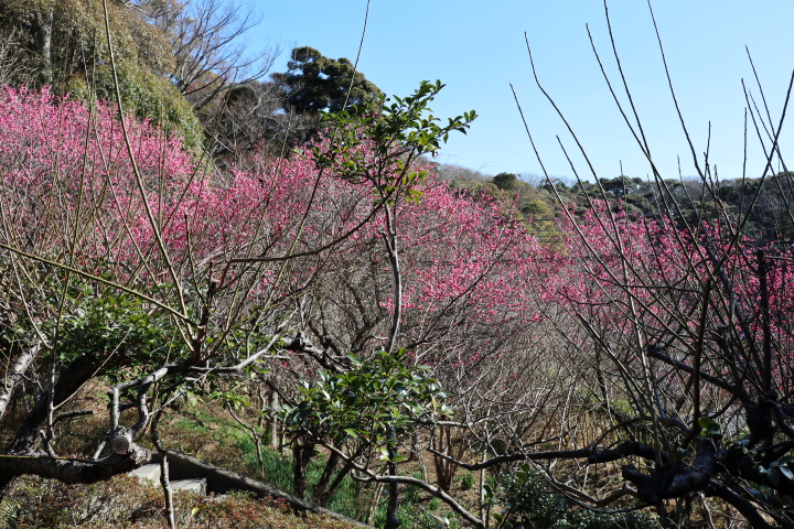 鋸山