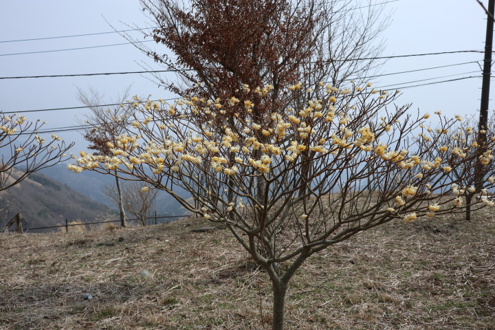 大野山