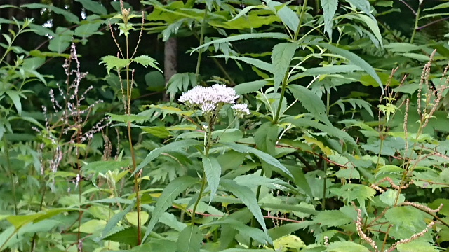 焼岳