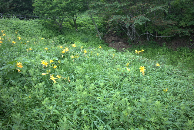 大薙山