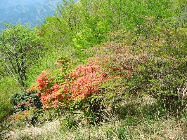 関八州見晴台