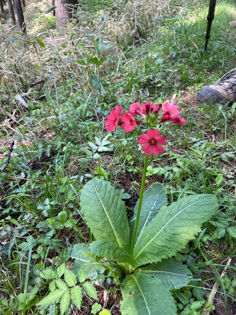 大菩薩嶺