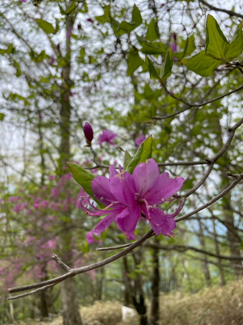 大菩薩嶺