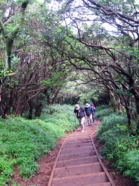 達磨山