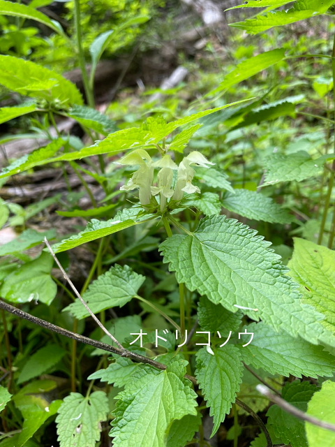 鉢伏山