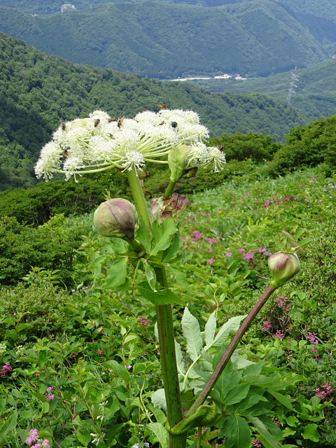 平標山