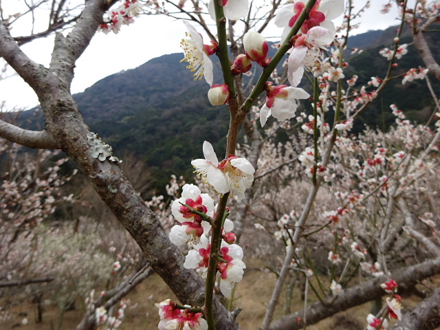 幕山