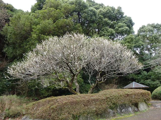 幕山