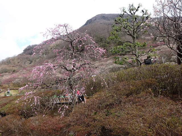 幕山