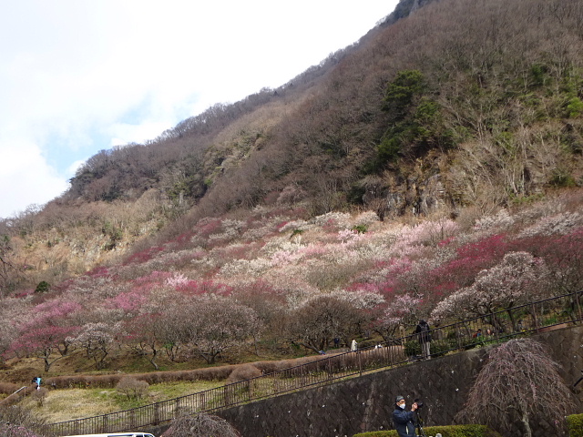 幕山