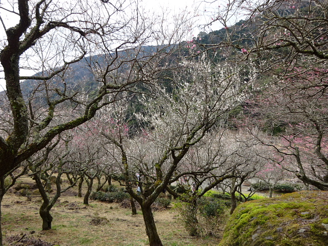 幕山