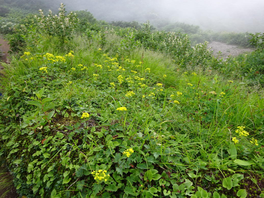 苗場山