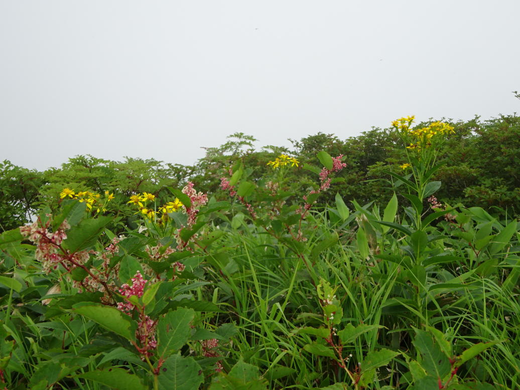 苗場山