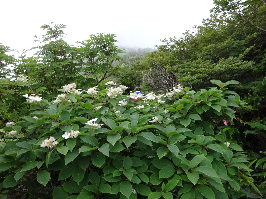 苗場山