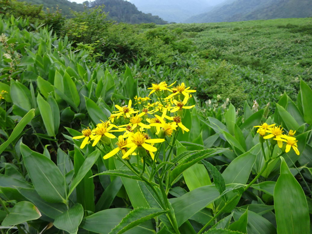 苗場山