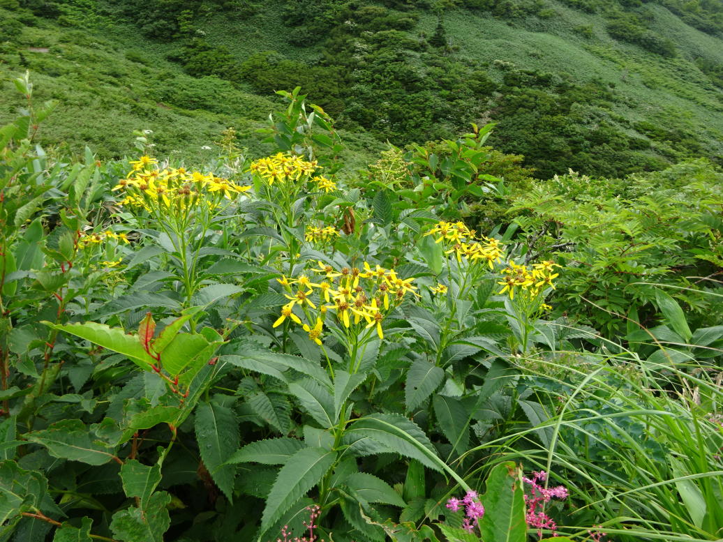 苗場山