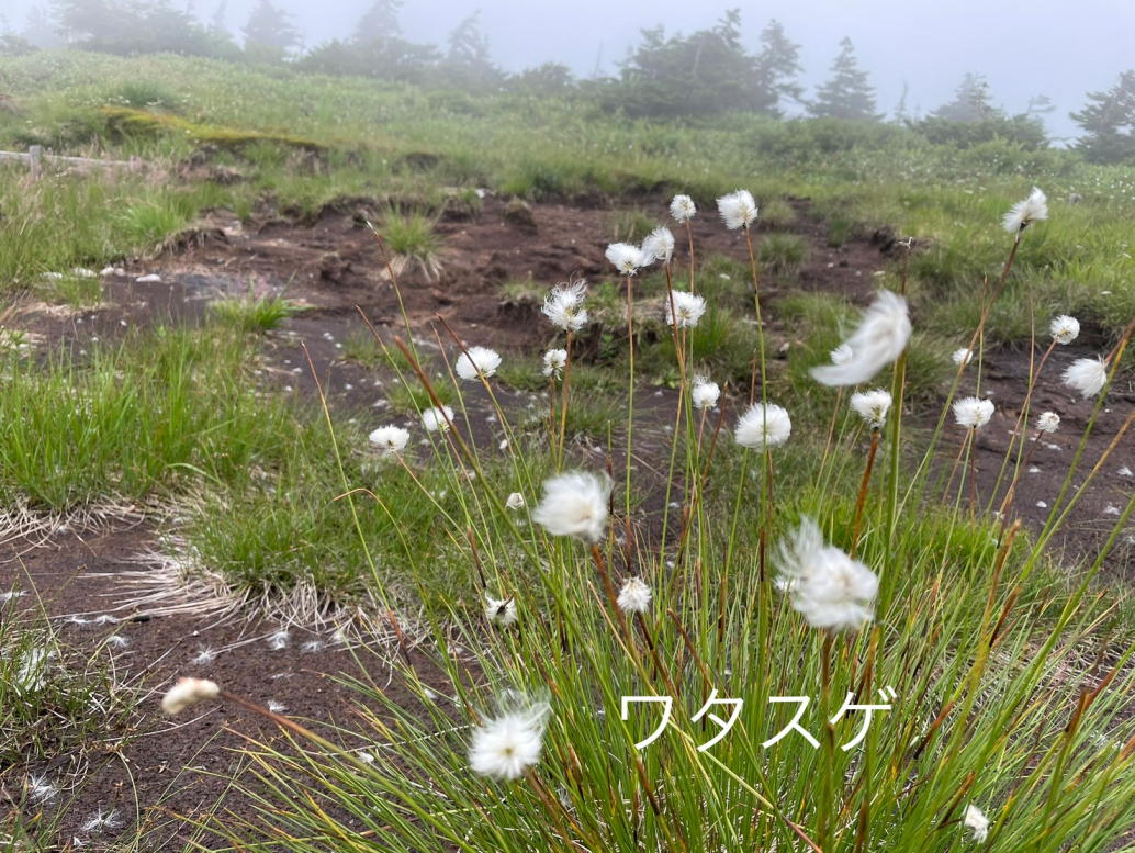 苗場山