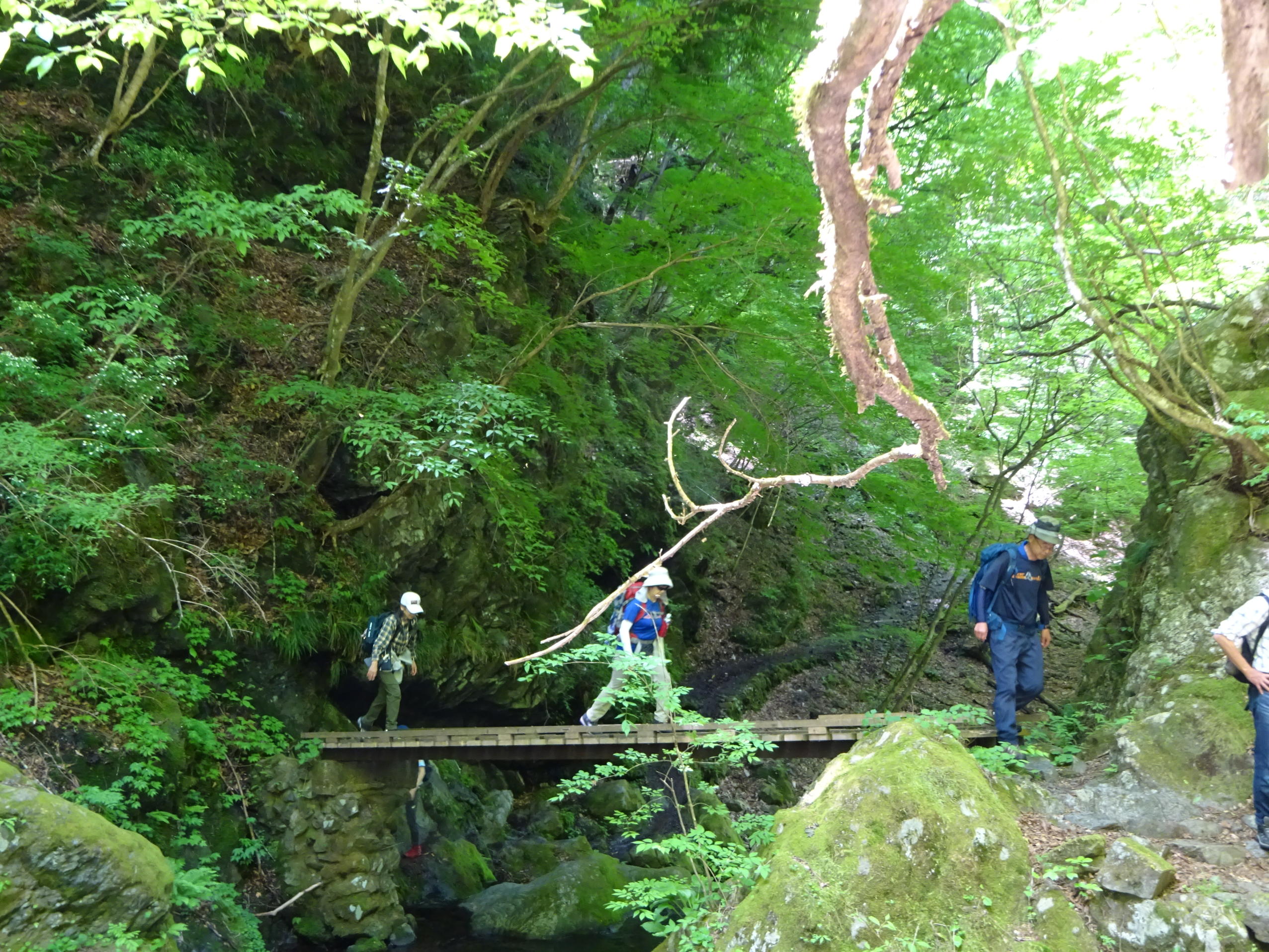 川苔山