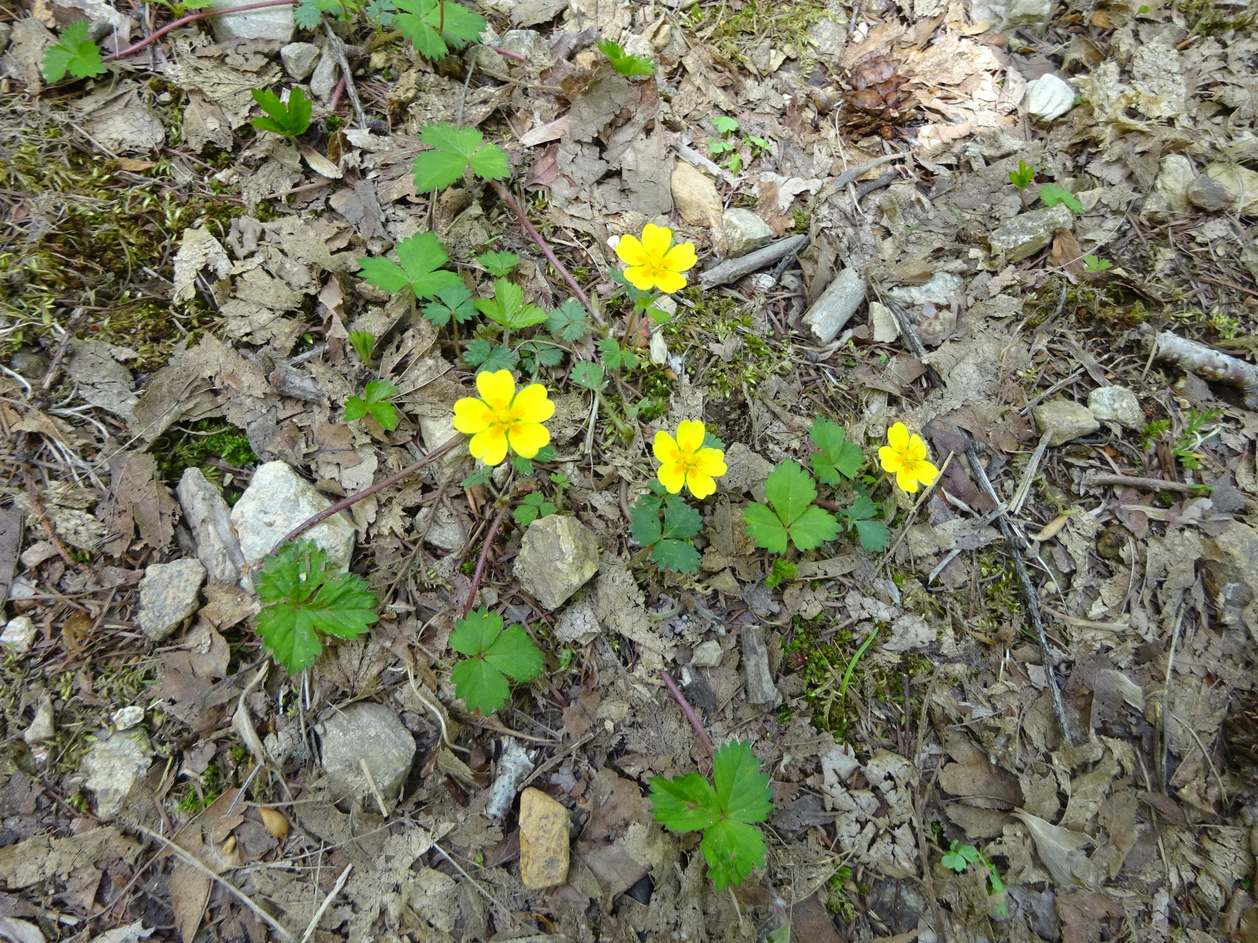 川苔山