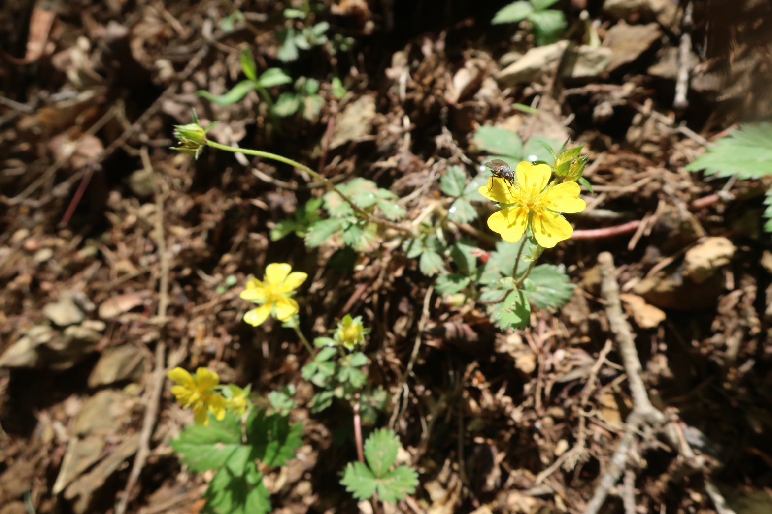 川苔山