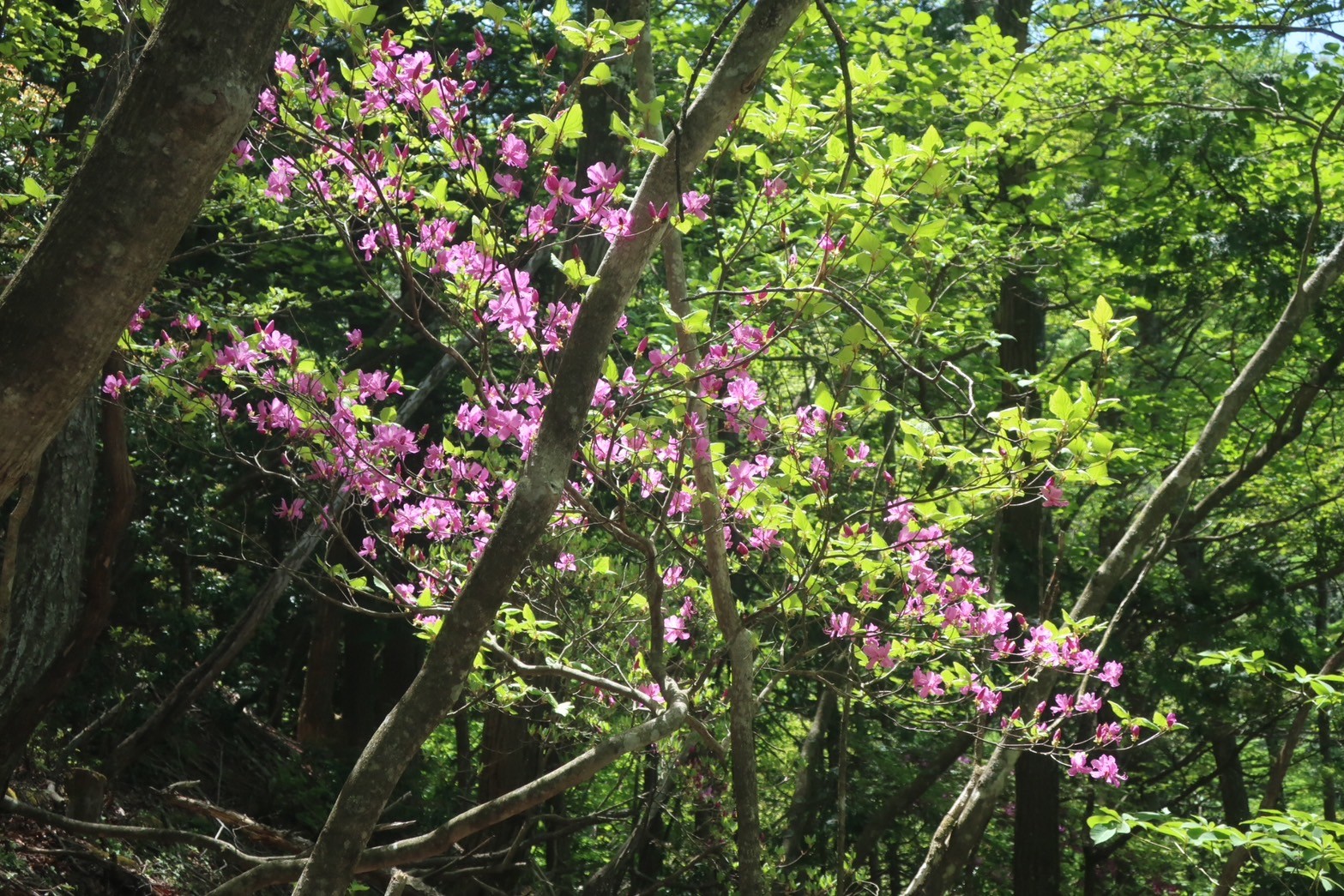 川苔山