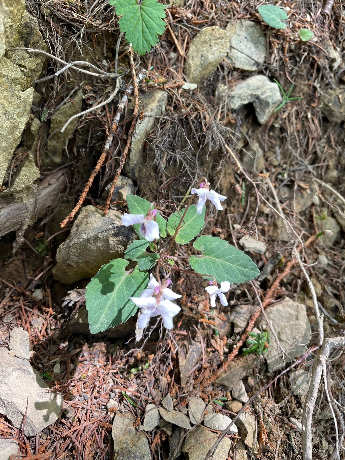 川苔山