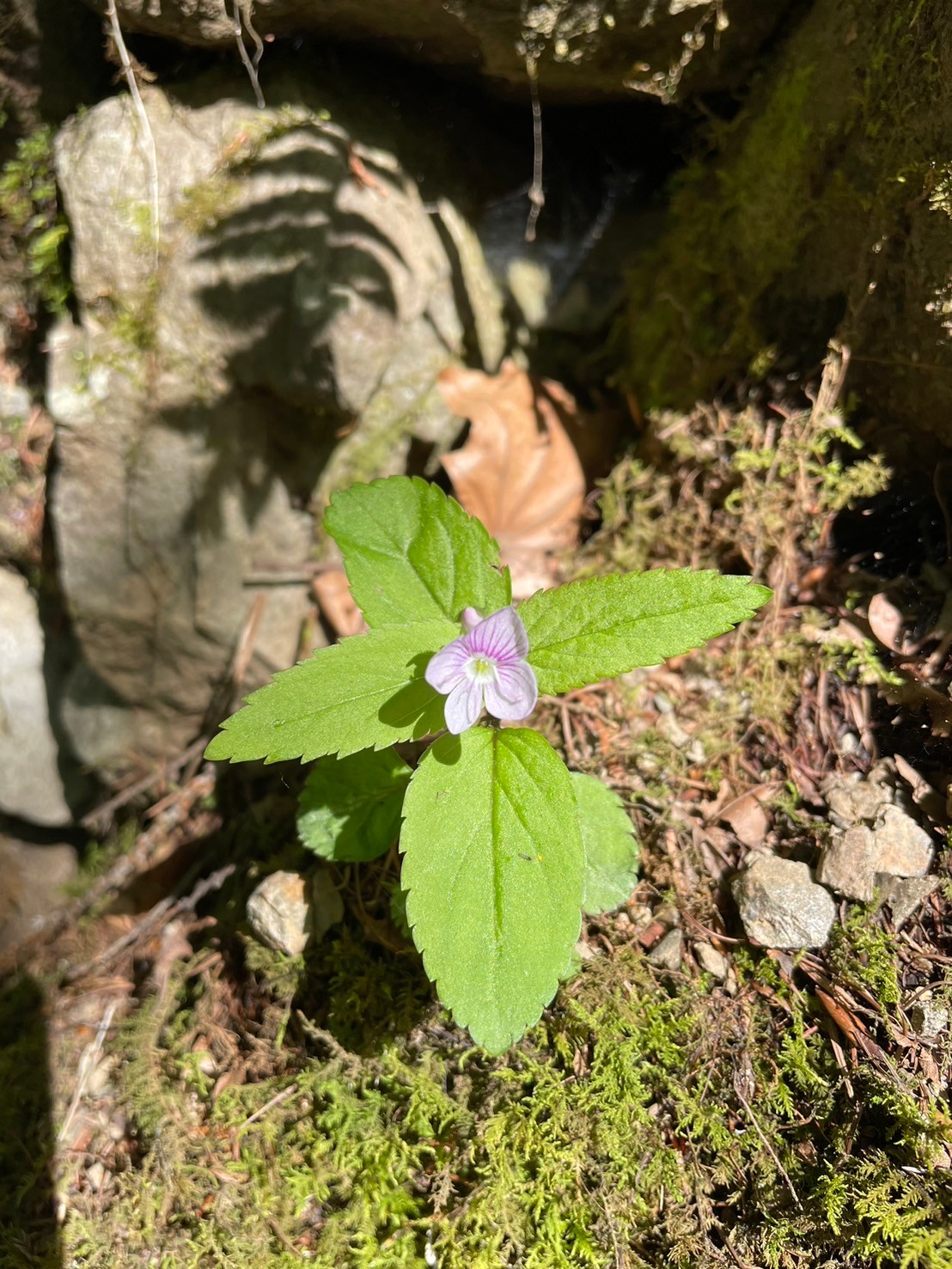 川苔山