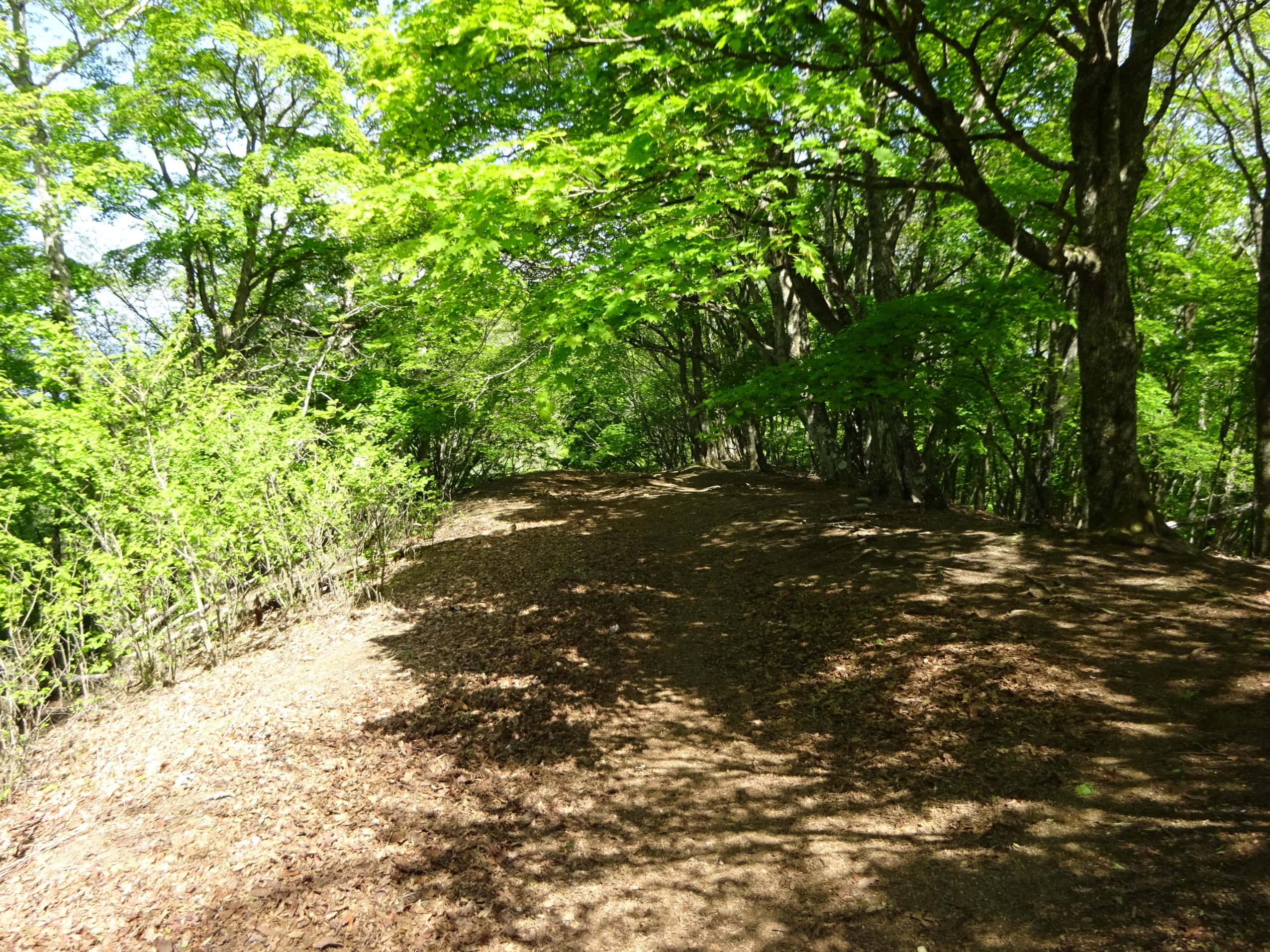 川苔山