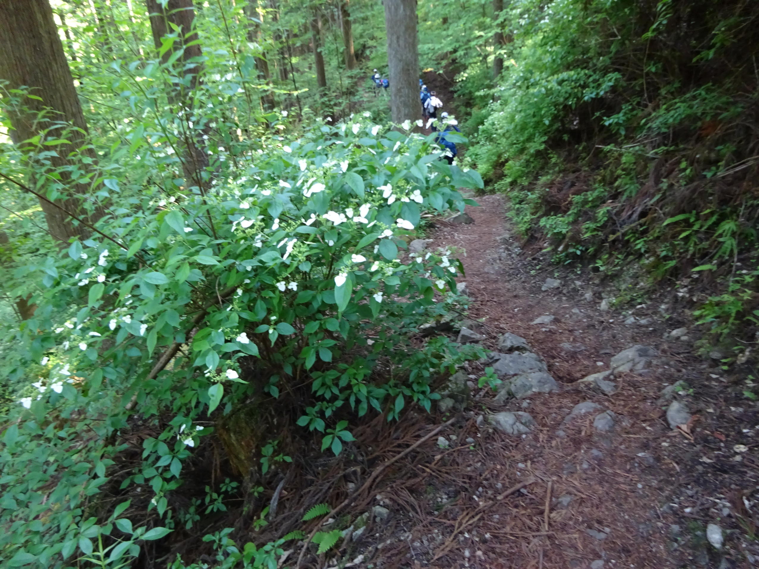 川苔山