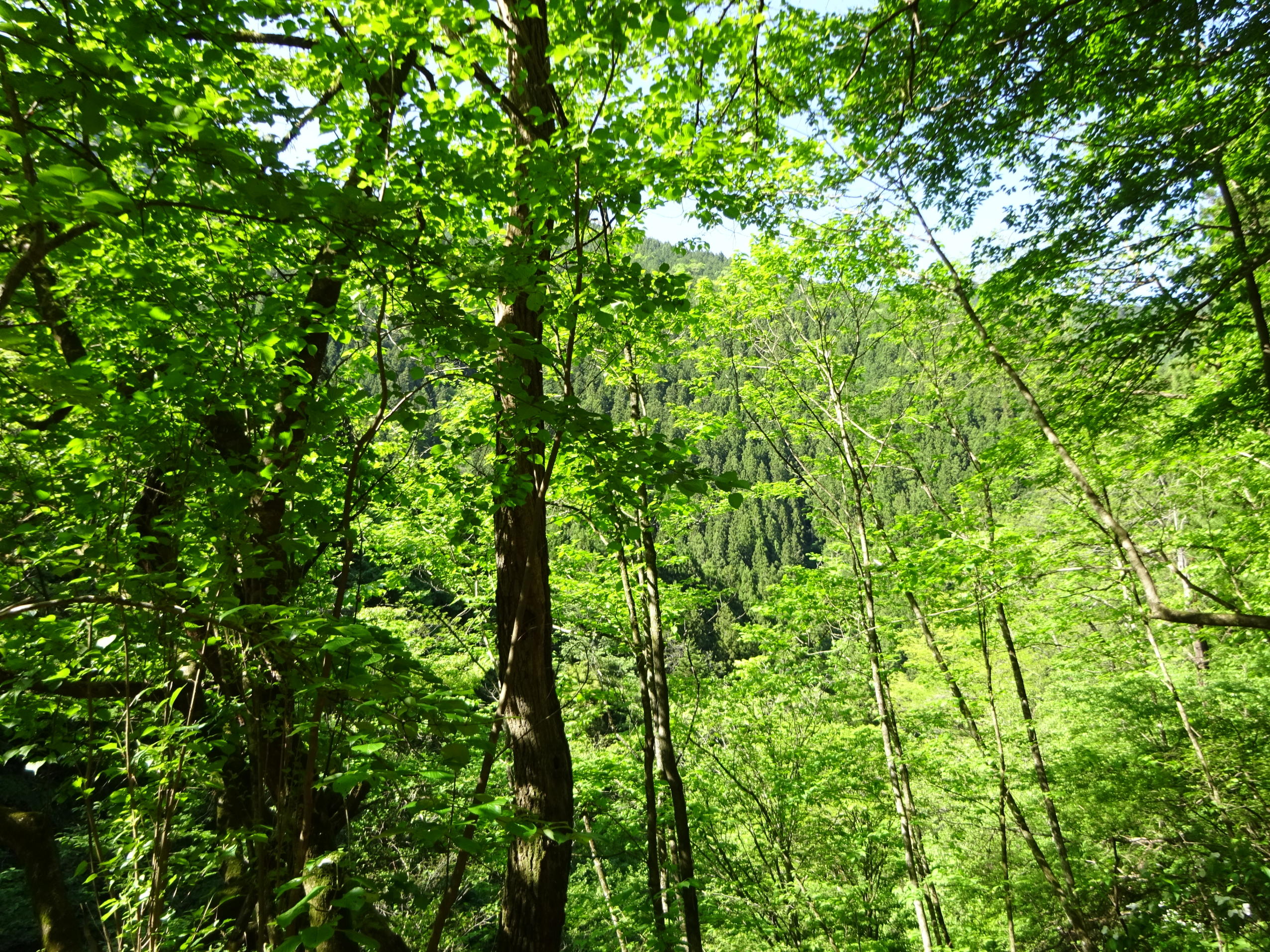 川苔山