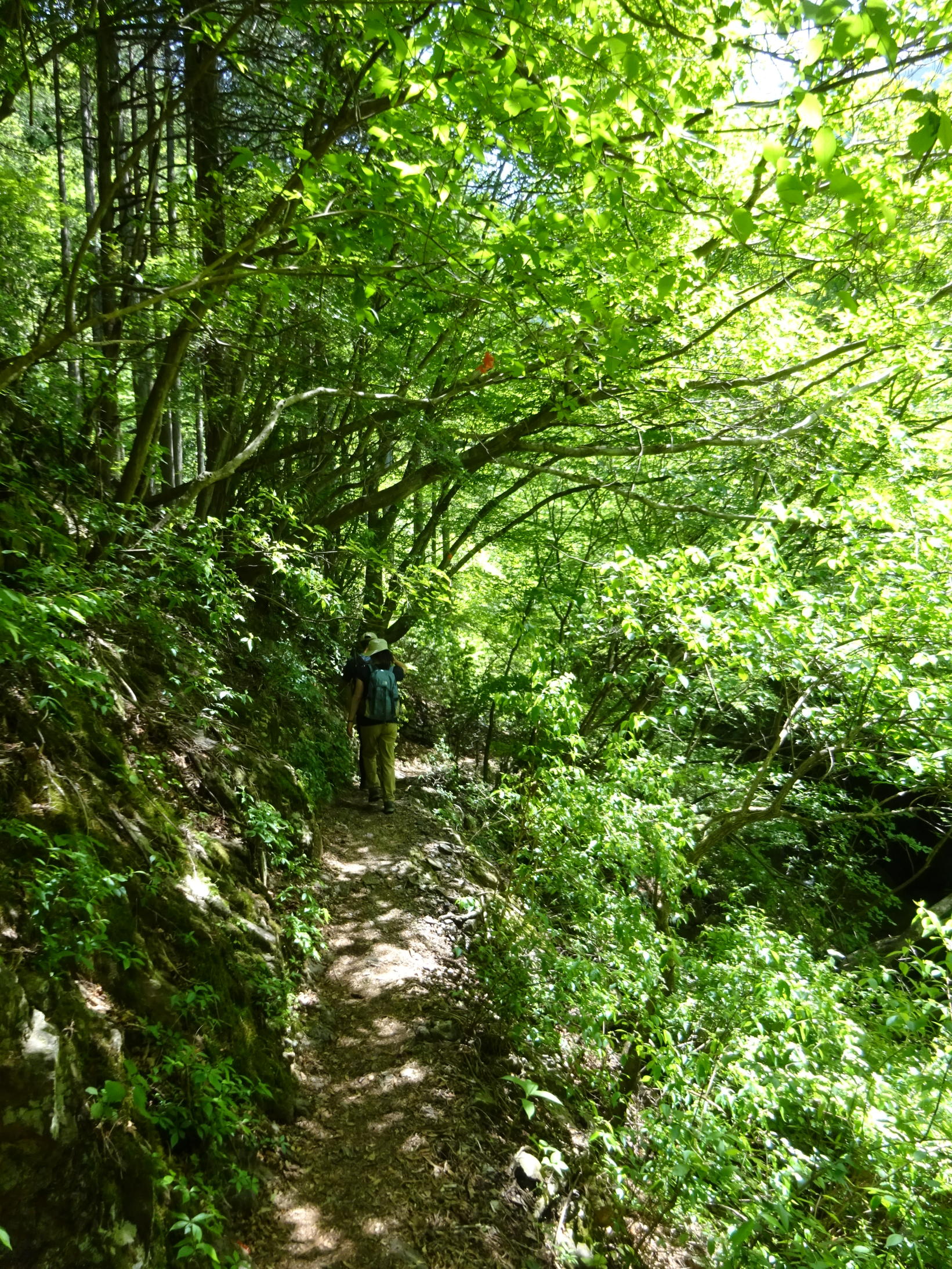 川苔山