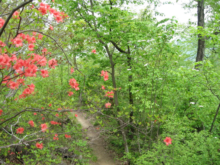 高川山