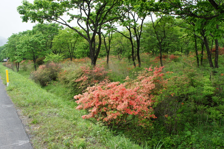 掃部ケ岳