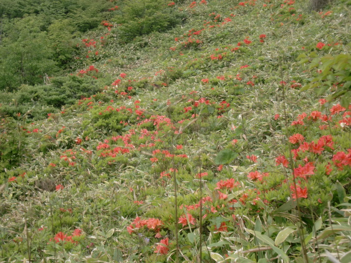 湯の丸山