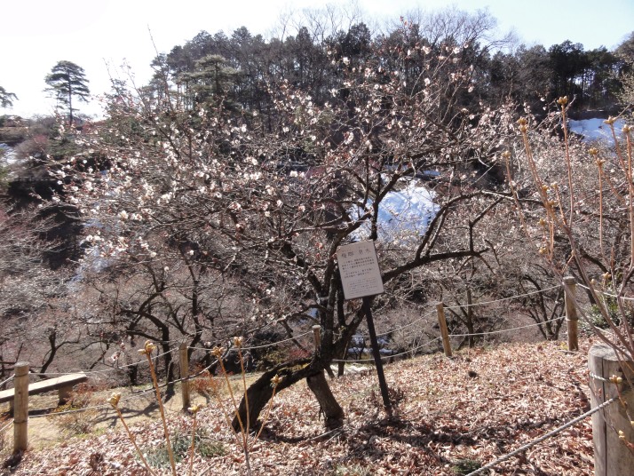 三室山