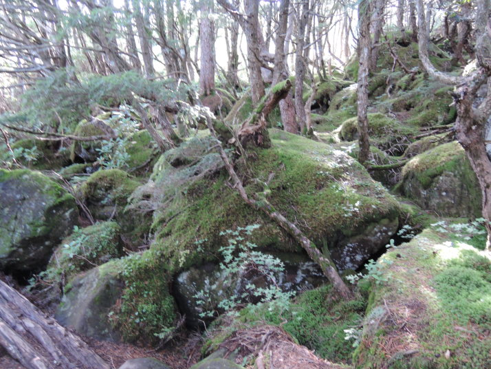 網笠山