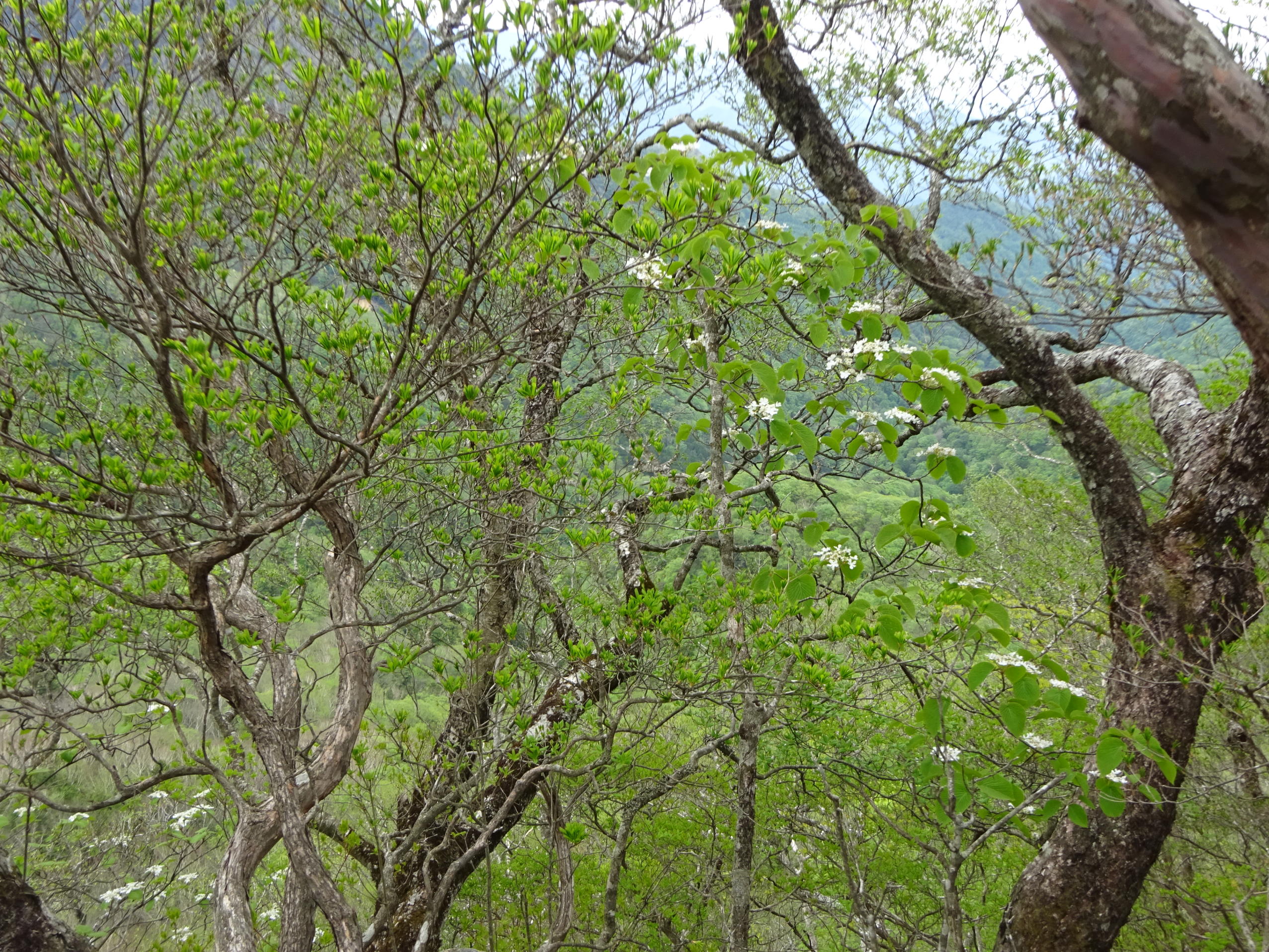 釈迦ケ岳