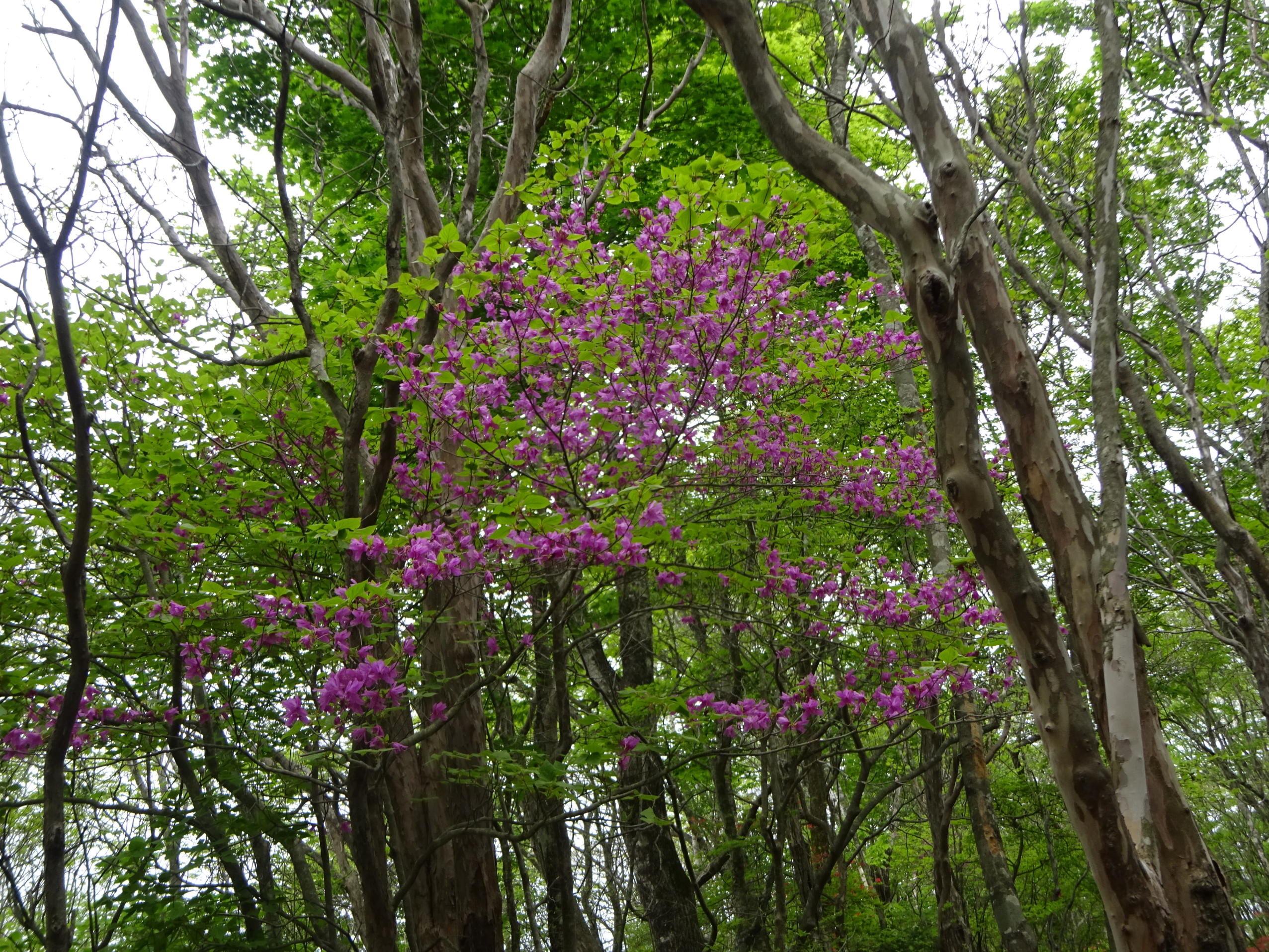 釈迦ケ岳