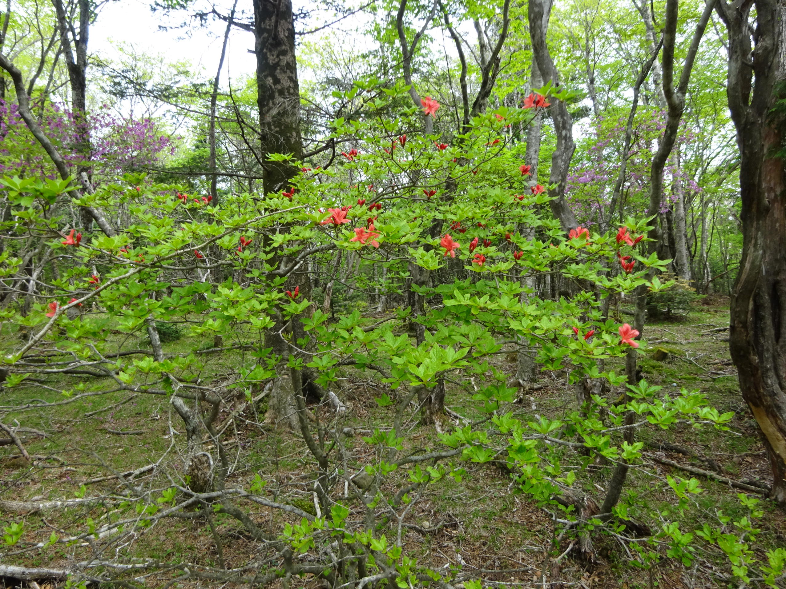 釈迦ケ岳