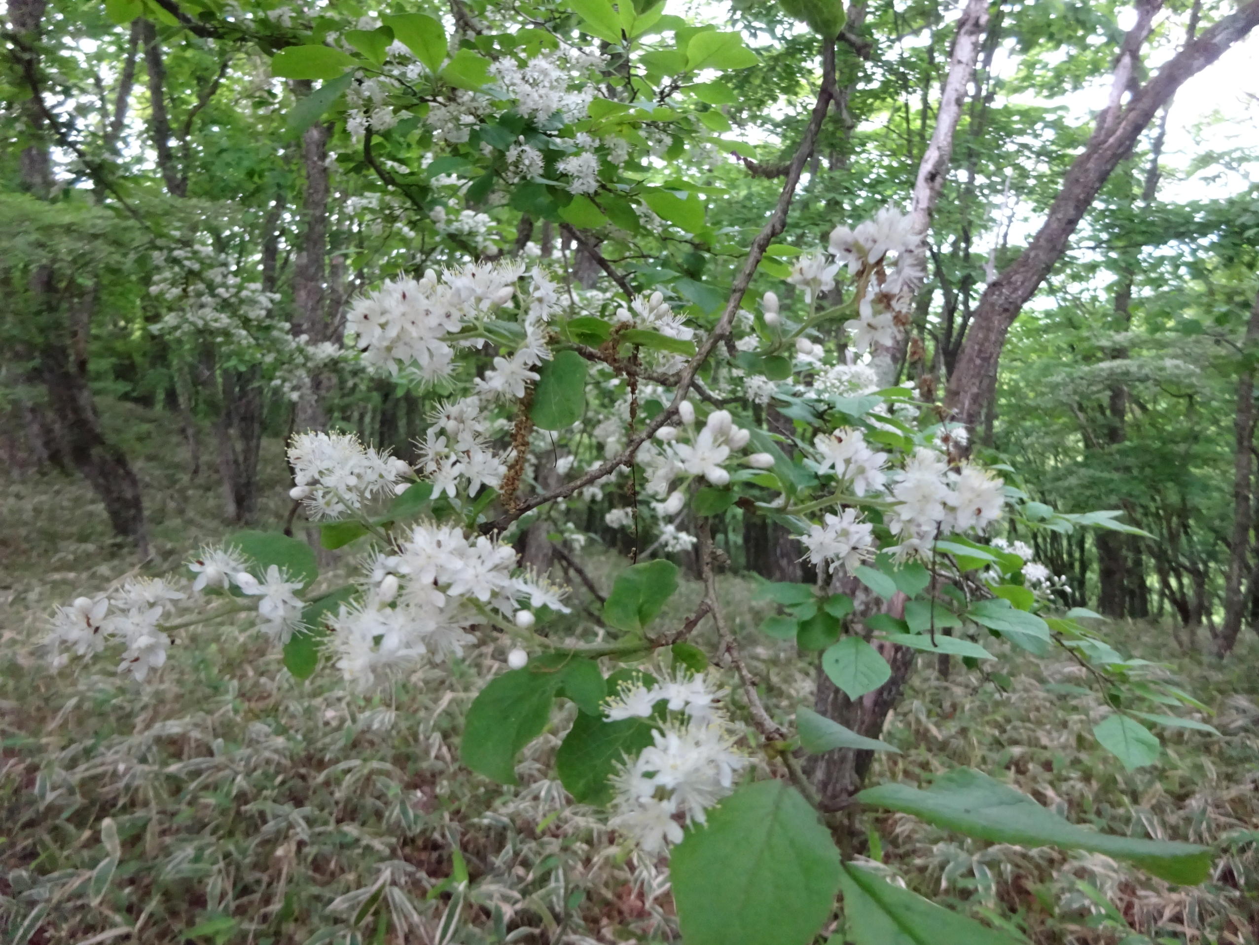 鼻曲山