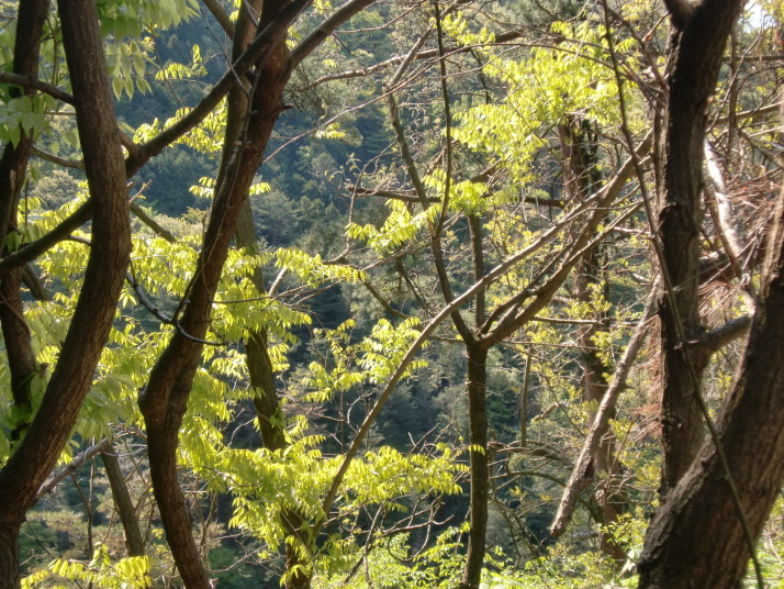 滝子山