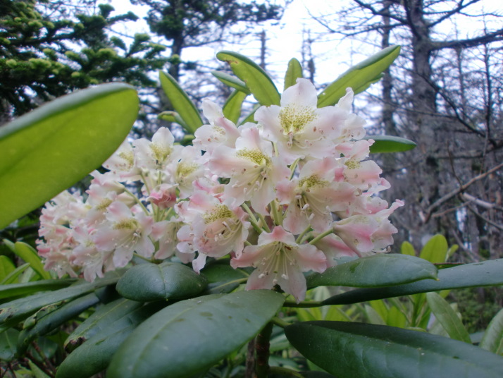 網笠山