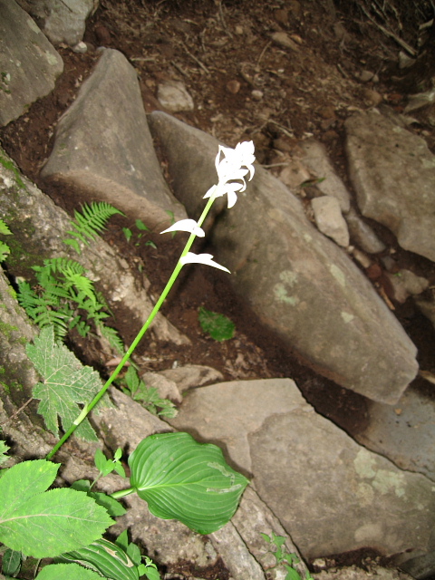 茅ケ岳