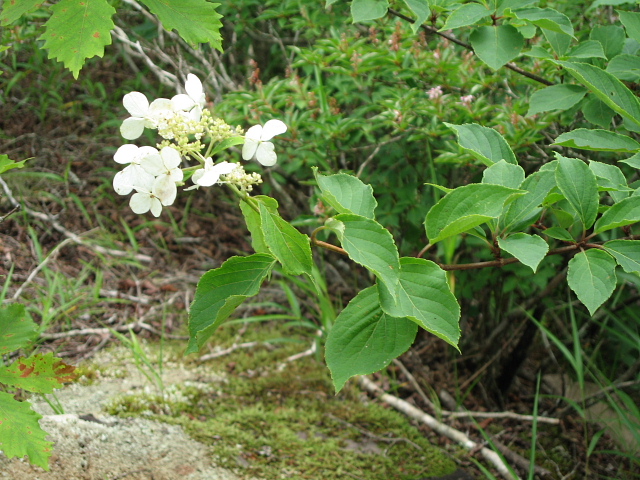 茅ケ岳