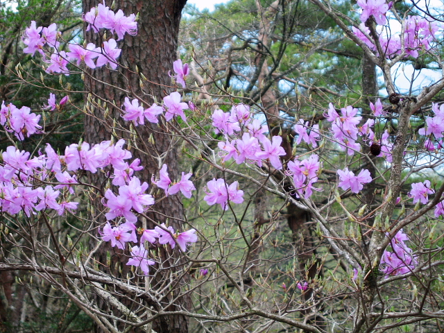 三ツ峠